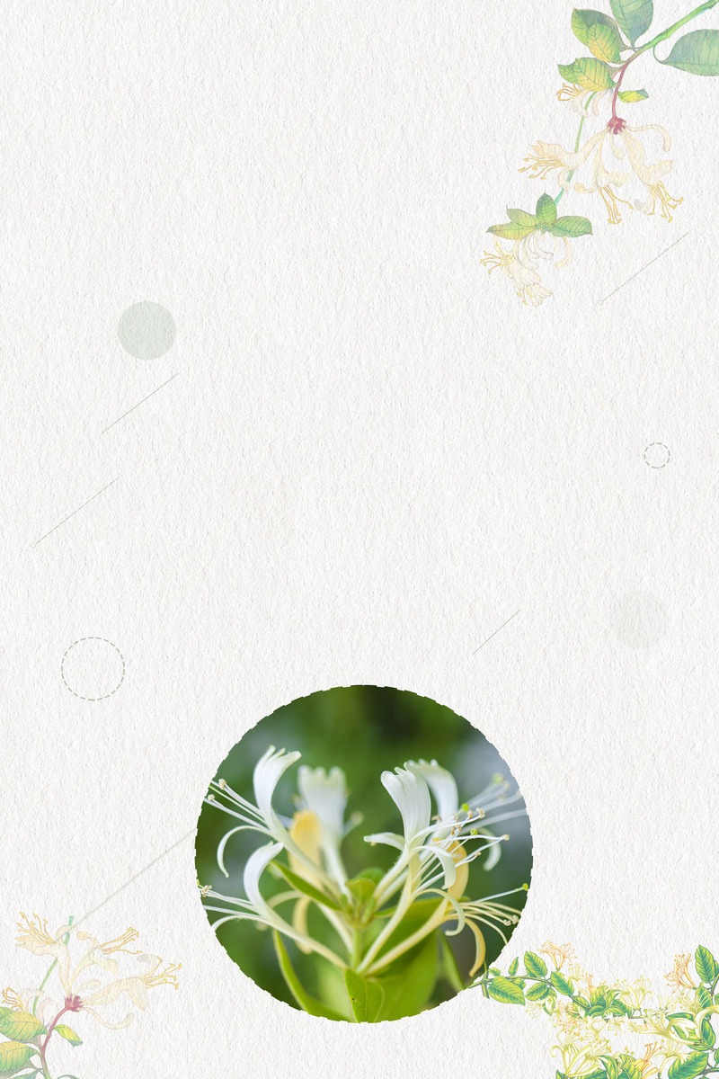 清新金银花药材花茶高清JPG，另类设计素材免费下载