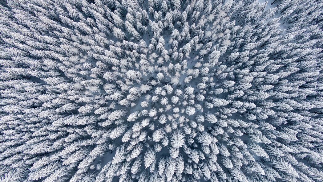 森林冬韵，鸟瞰雪地树木美景，4K高清壁纸3840x2160免费下载