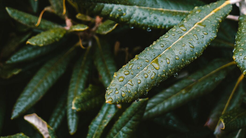 树叶绿色植物宏观美，高清4K壁纸，3840x2160分辨率，潮湿质感背景图下载