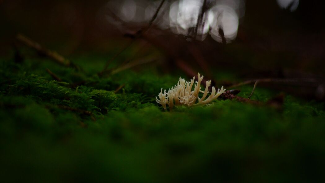 蘑菇苔藓微距特写，4K高清壁纸，3840x2160超清背景图片下载