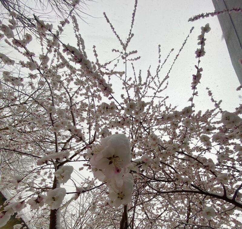 初春桃花摄影，高清PNG透明背景，PSD设计素材，免费下载
