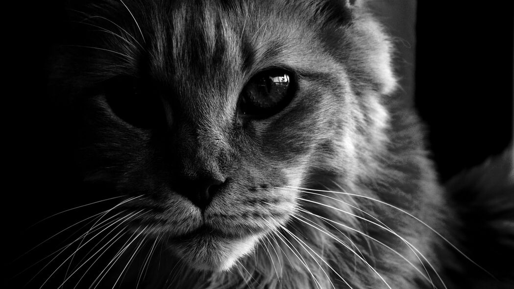 缅因州浣熊猫，蓬松体重揭秘！高清4K宠物壁纸下载，3840x2160分辨率