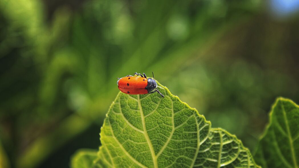 Bug 叶子宏昆虫红色主题 4K超高清壁纸 3840x2160 精美背景图片下载
