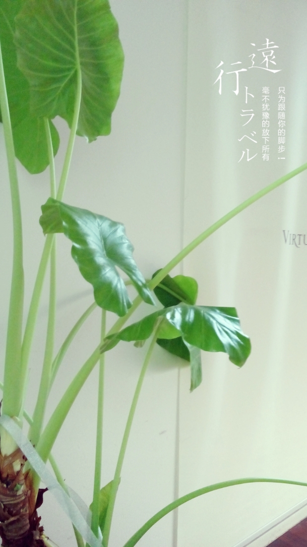 龟背竹高清PNG，绿色宽大叶片，透明背景，H5设计素材免费下载