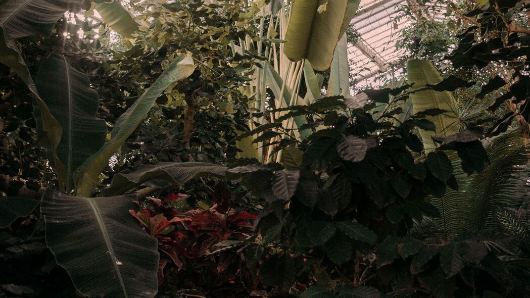 温室热带植物绿色4K高清壁纸，3840x2160背景图片下载