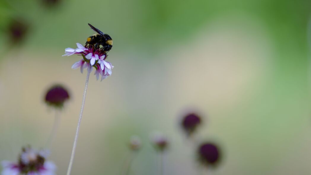 花之韵，大黄蜂昆虫宏观特写，4K超高清壁纸3840x2160下载