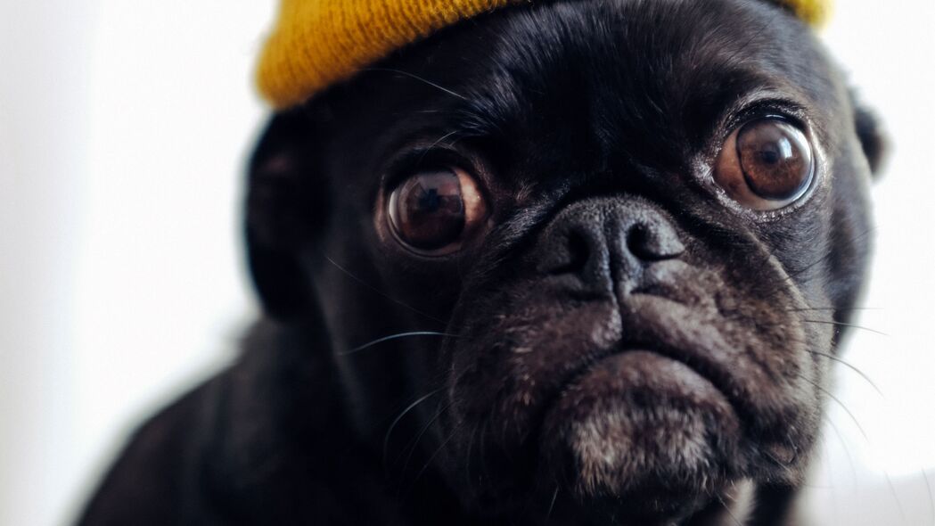 Pug 狗帽子趣味照，黑色宠物4K高清壁纸 3840x2160下载