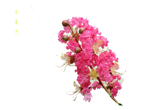 叶紫薇花高清PNG透明素材，花瓣漂浮设计，免费下载