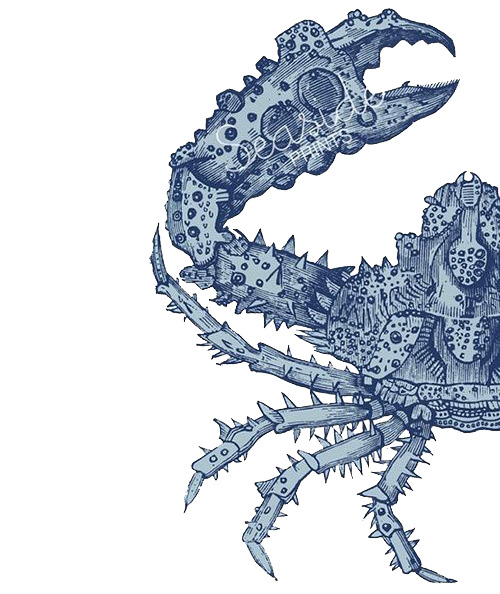 手绘左半边螃蟹PNG素材，高清透明图片，动物设计元素，一键下载