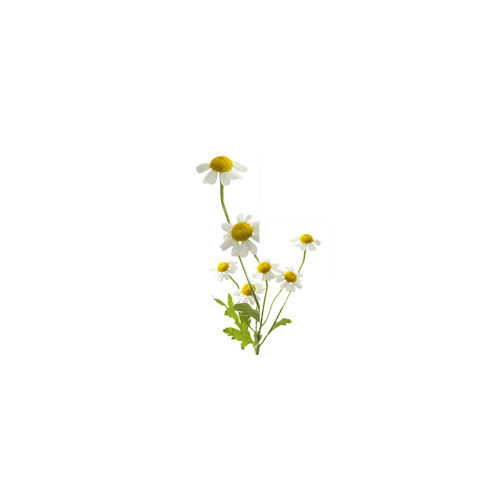小白花PNG透明图，高清装饰元素，PSD设计素材免费下载