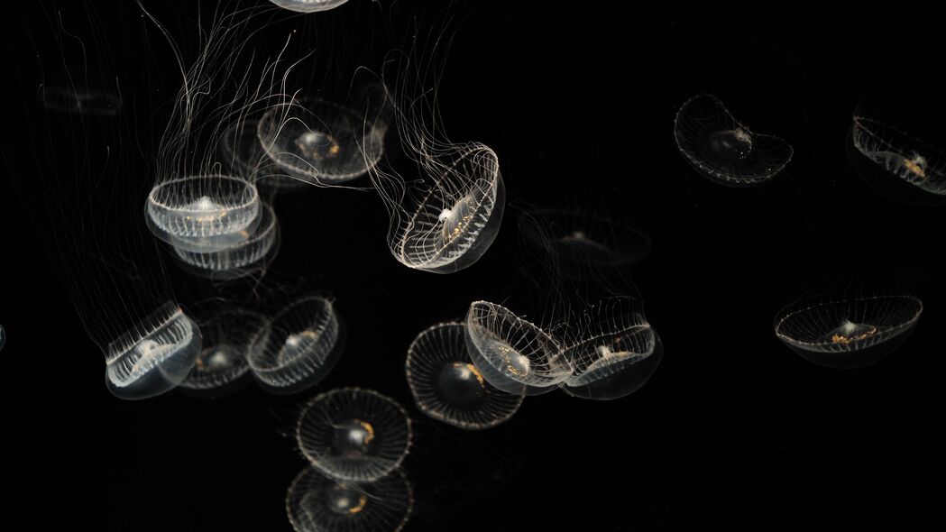水母之美，纯白透明海洋生物，超高清4K海洋壁纸3840x2160免费下载