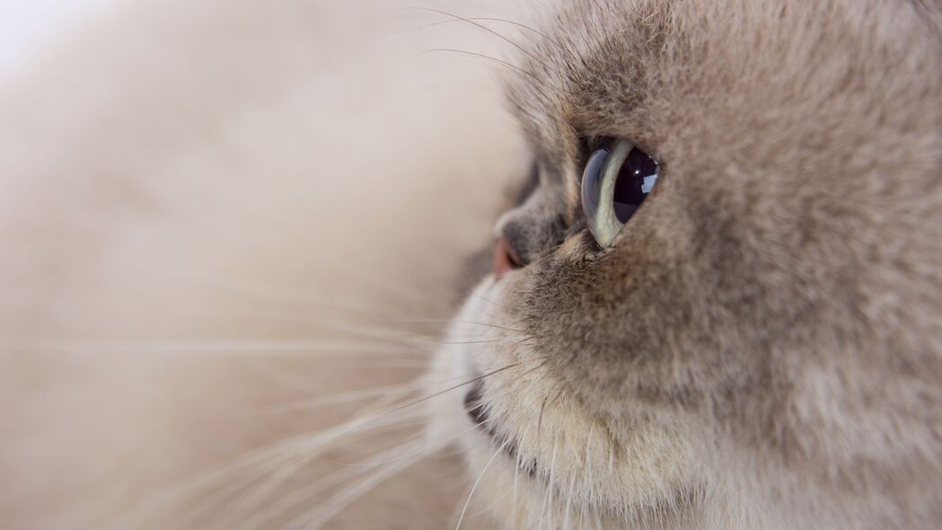 猫影灰绒，高清4K宠物壁纸，3840x2160分辨率畅享下载