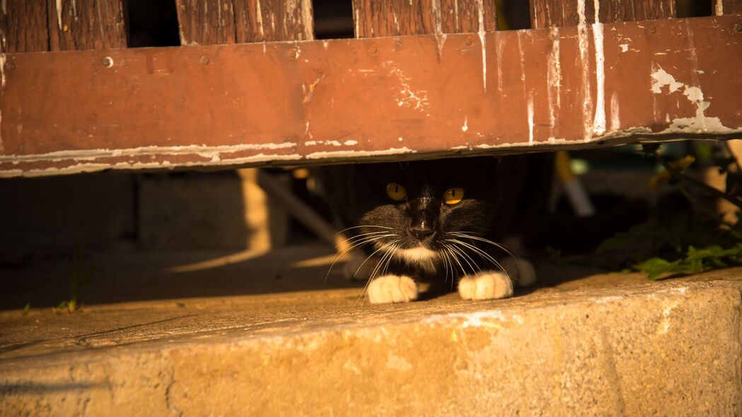 猫围栏美景尽收眼底，隐藏式宠物高清4K壁纸，3840x2160超清下载