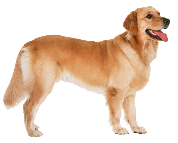金毛犬PNG透明图，高清动植物元素设计素材免费下载
