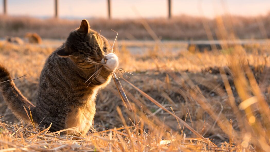 猫趣横生，顽皮萌态，高清4K壁纸，3840x2160动物图片下载