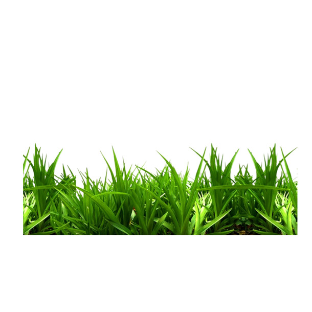 高清PNG透明动植物元素植物设计素材下载，PSD格式丰富可选
