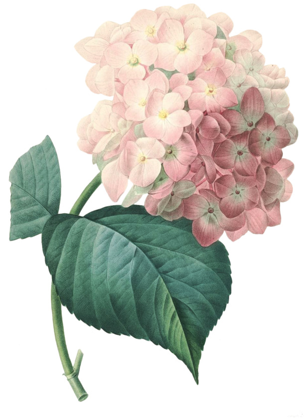 

高清老式手绘鲜花花卉PNG素材，31款精选透明动植物元素，设计素材免费下载