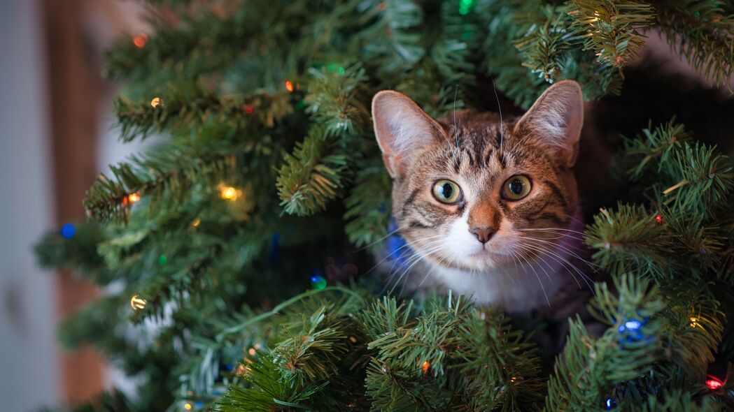 新年宠物狂欢，猫咪与树共舞，绝美4K高清壁纸3840x2160，一瞥即爱！