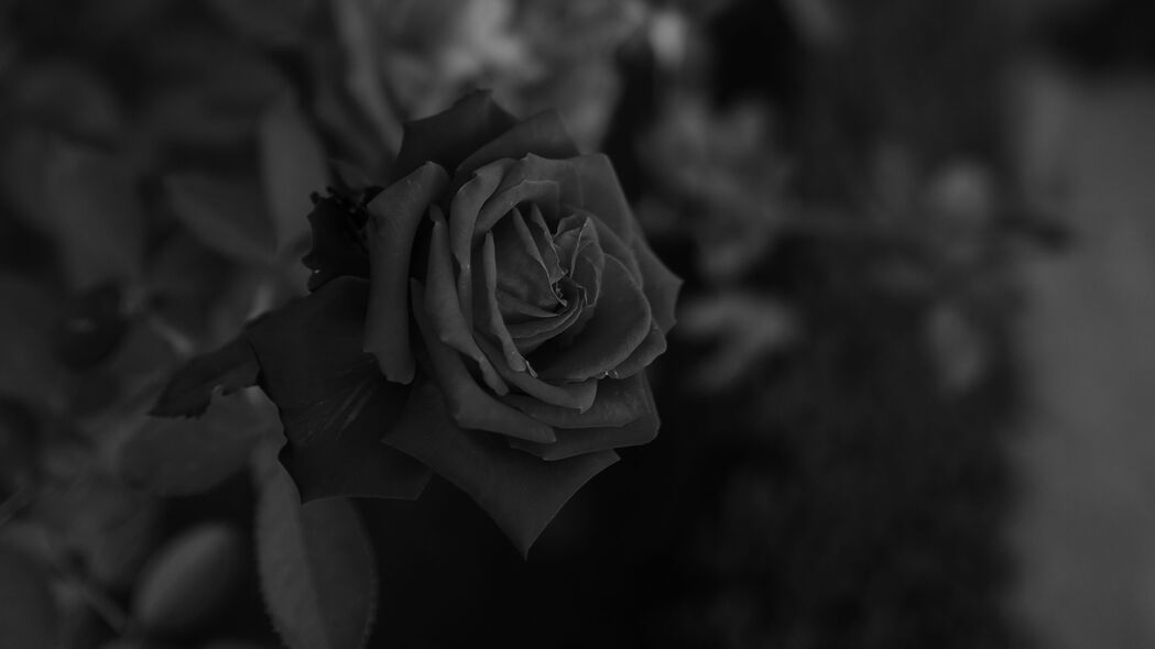 高清黑白玫瑰花卉4K壁纸下载 - 3840x2160极致分辨率背景图片