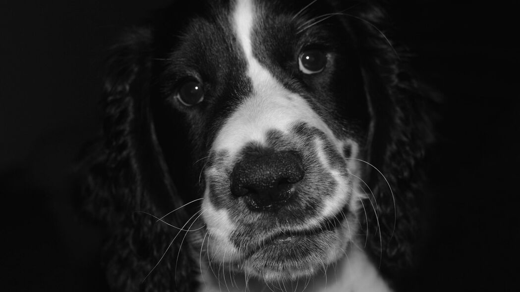 斯普林格猎犬，斑点狗体重揭秘，精选4K高清壁纸3840x2160免费下载