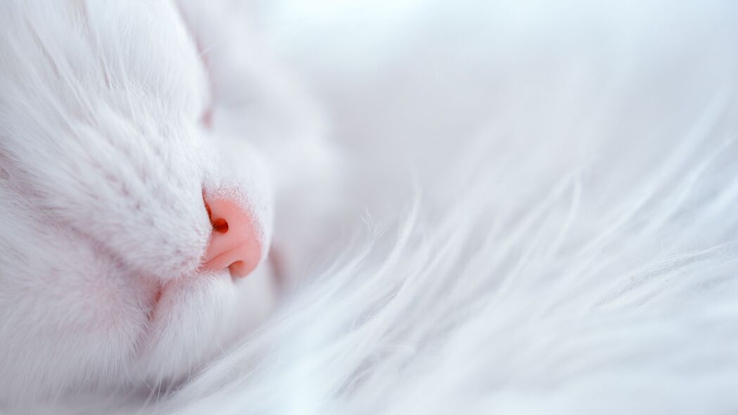 猫之白梦，精致睡颜，高清4K壁纸，3840x2160精美呈现