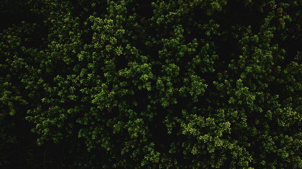 灌木绿意纹理，高清4K植物壁纸，3840x2160超高清背景图片下载