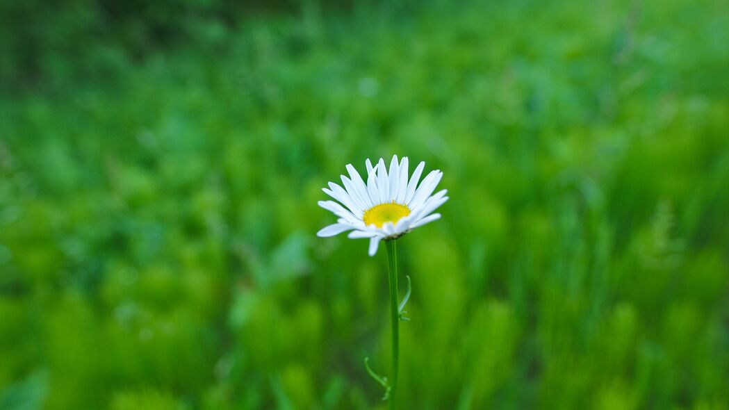 夏季白绿菊花4K高清壁纸，3840x2160超清背景图片免费下载