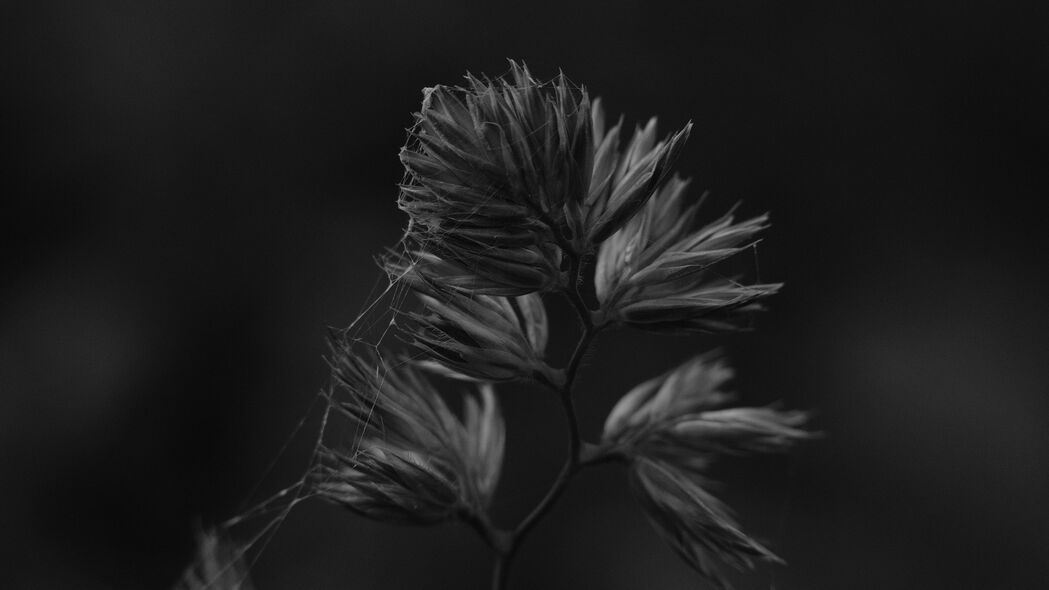 4K高清壁纸下载，宏观视角下的黑白植物蛛网，3840x2160分辨率极致细腻