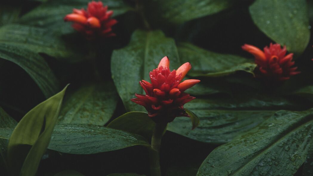 高清4K花朵壁纸，红色潮湿之美，树叶植物细节尽在眼前，3840x2160超高清下载