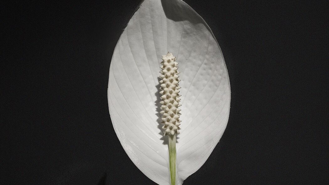 花托白色植物之美，精选4K高清壁纸，3840x2160分辨率，下载尽享自然清新
