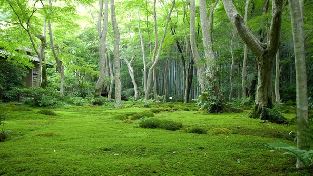 绿色草地树木高清PNG透明背景，室外摄影风景设计素材免费下载