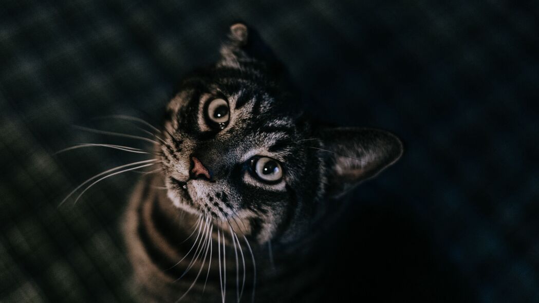 猫宠高清壁纸，棕色虎斑，4K分辨率3840x2160动物图片下载