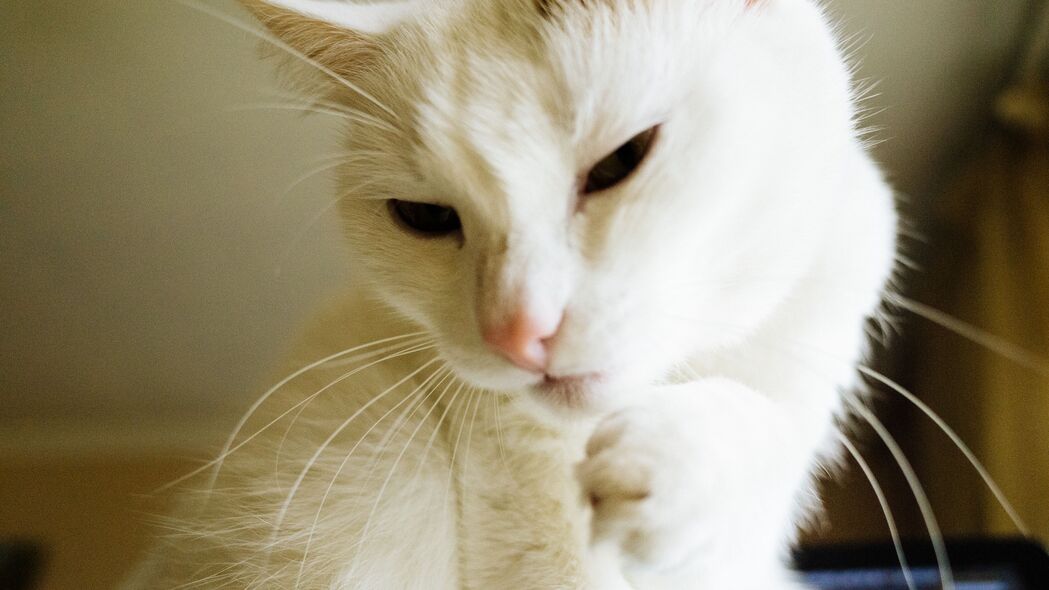 猫爪趣萌，精选白色宠物4K高清壁纸，3840x2160分辨率，一键下载！