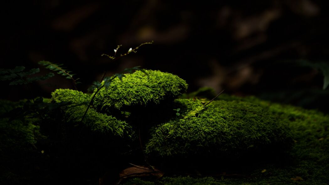 苔藓覆盖的石头4K壁纸，宏大绿色深色背景，高清3840x2160分辨率下载