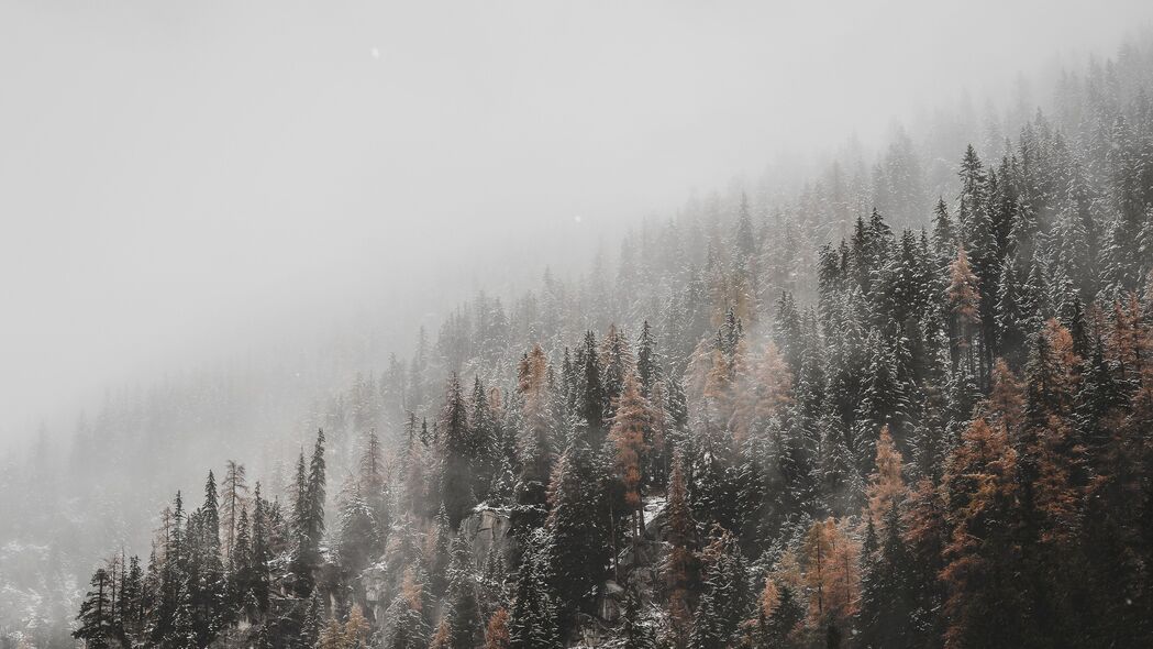 森林雪景高清壁纸，针叶树披雪，斜坡美景，4K超清3840x2160下载