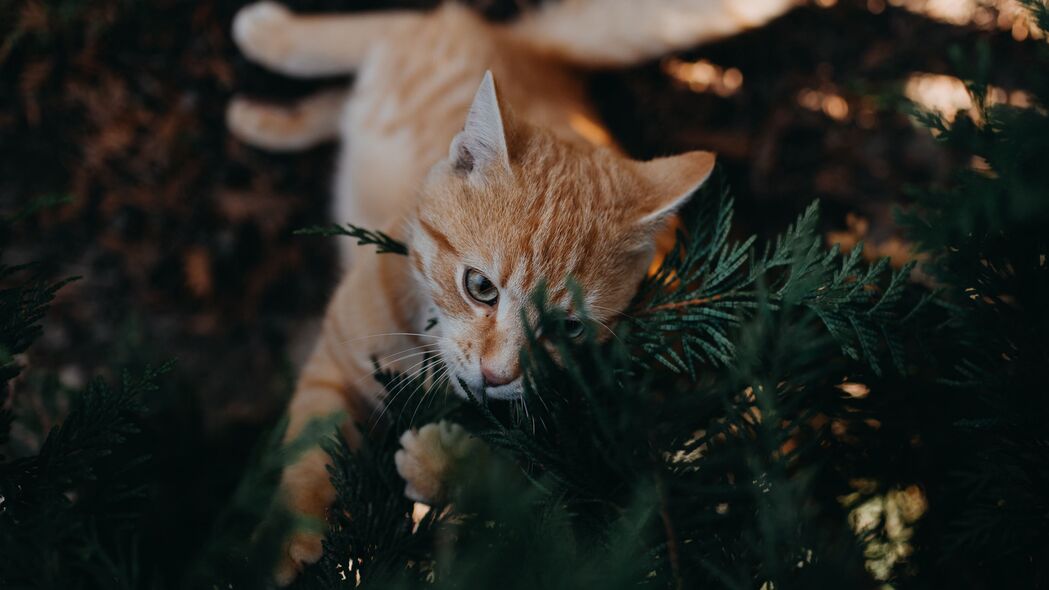 高清可爱猫宠，4K顽皮猫咪树枝玩耍壁纸，3840x2160超清下载