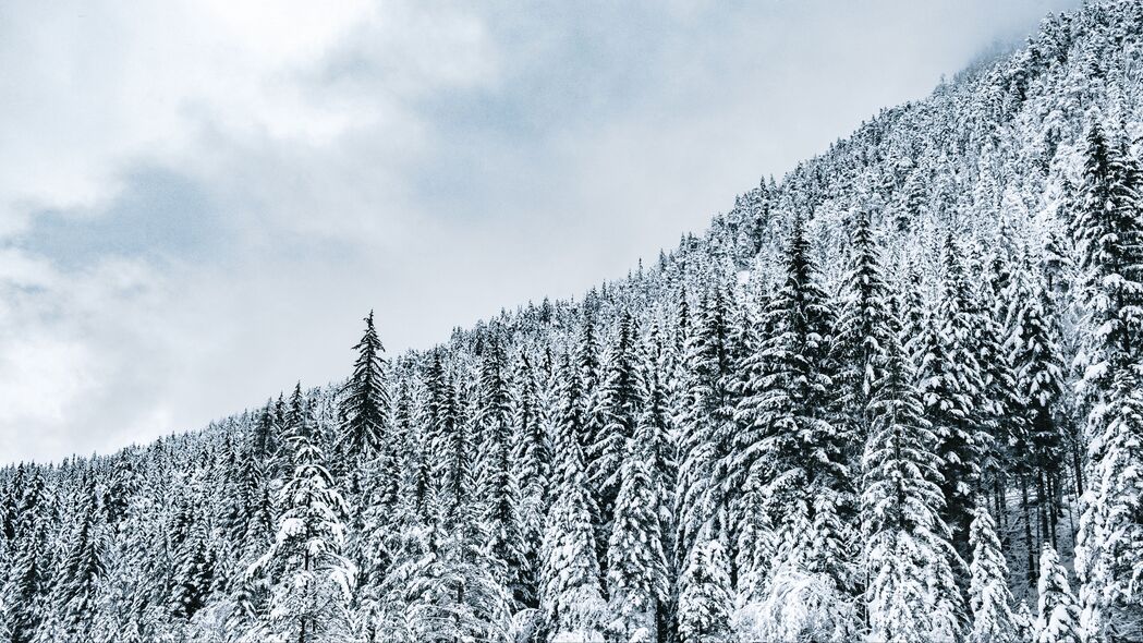 森林雪景高清4K壁纸，树木披银装，冬季风光无限好（3840x2160下载）