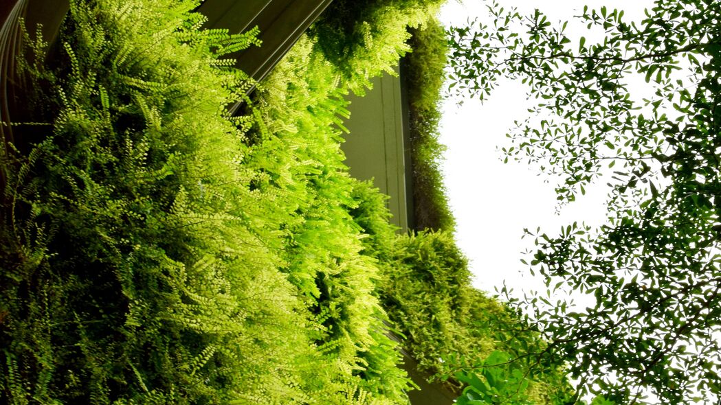 建筑蕨类与灌木融合，高清4K绿色背景壁纸3840x2160下载