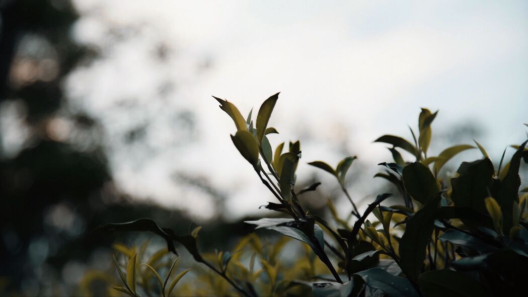 枝叶繁茂，灌木之美，高清4K宏观植物壁纸3840x2160免费下载