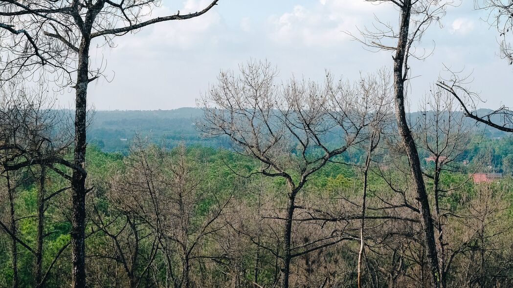 树木森林地平线，绝美自然风景4K壁纸，3840x2160高清下载