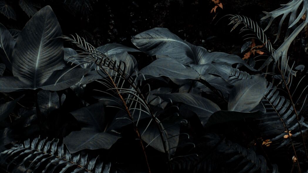 热带植物深色调，蕨类灌木4K高清壁纸，3840x2160超清下载