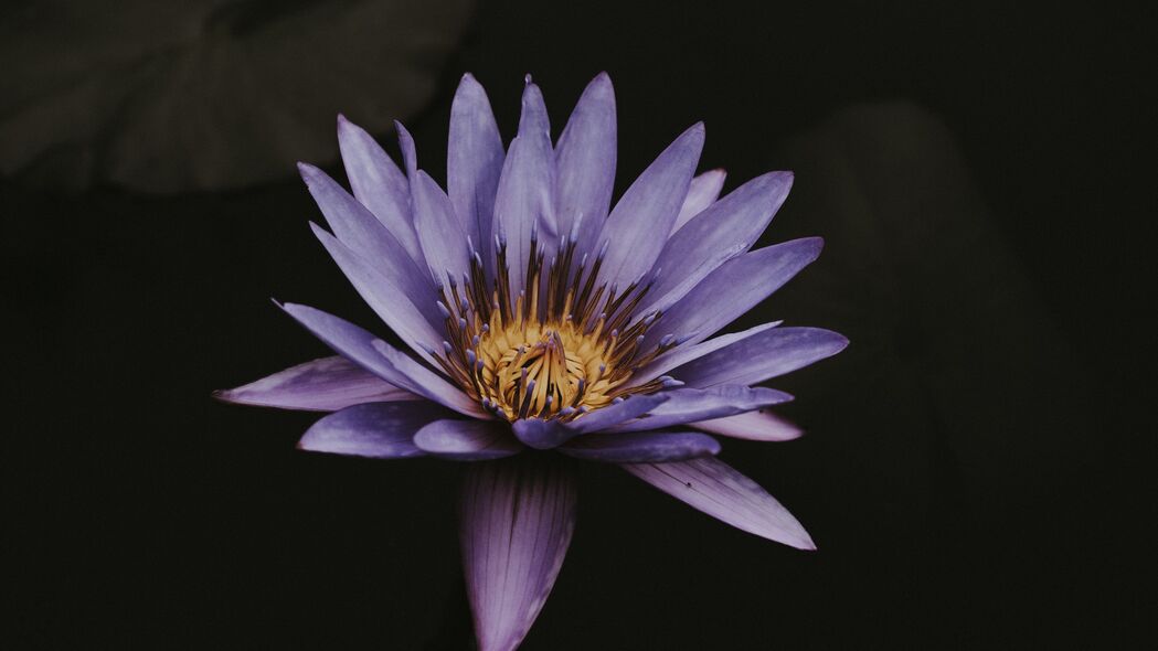 紫色莲花绽放特写，绝美4K壁纸，高清3840x2160分辨率，一键下载背景图片