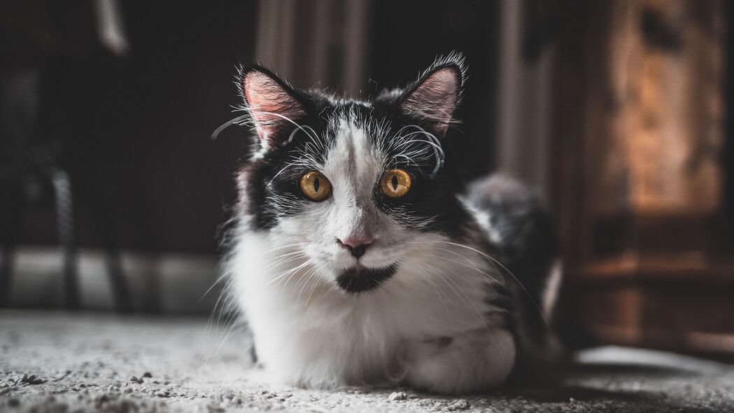 猫之魅，一瞥即爱！高清4K宠物蓬松动物壁纸3840x2160下载