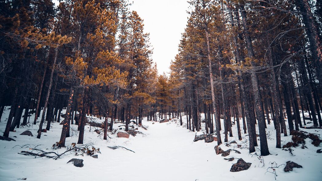 森林雪景高清壁纸，4K超清自然树木风光，3840x2160分辨率免费下载