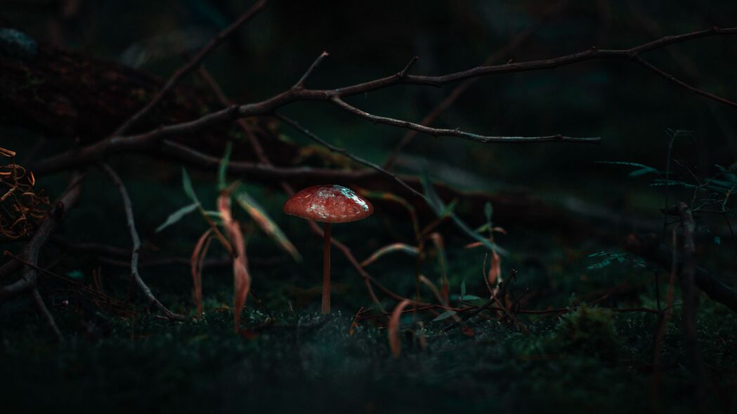 蘑菇苔藓草树枝自然之美，高清4K壁纸，3840x2160超清背景图片下载