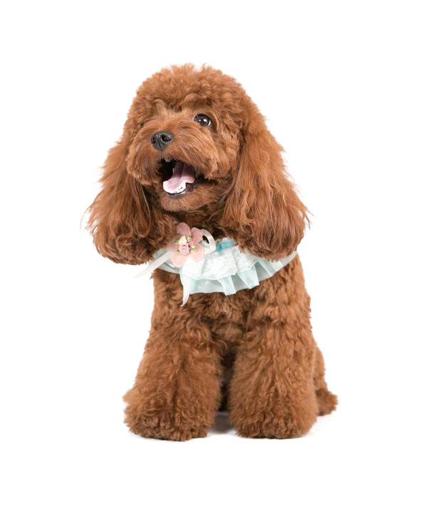 小狗狗犬高清PNG透明图片，动植物元素设计素材下载