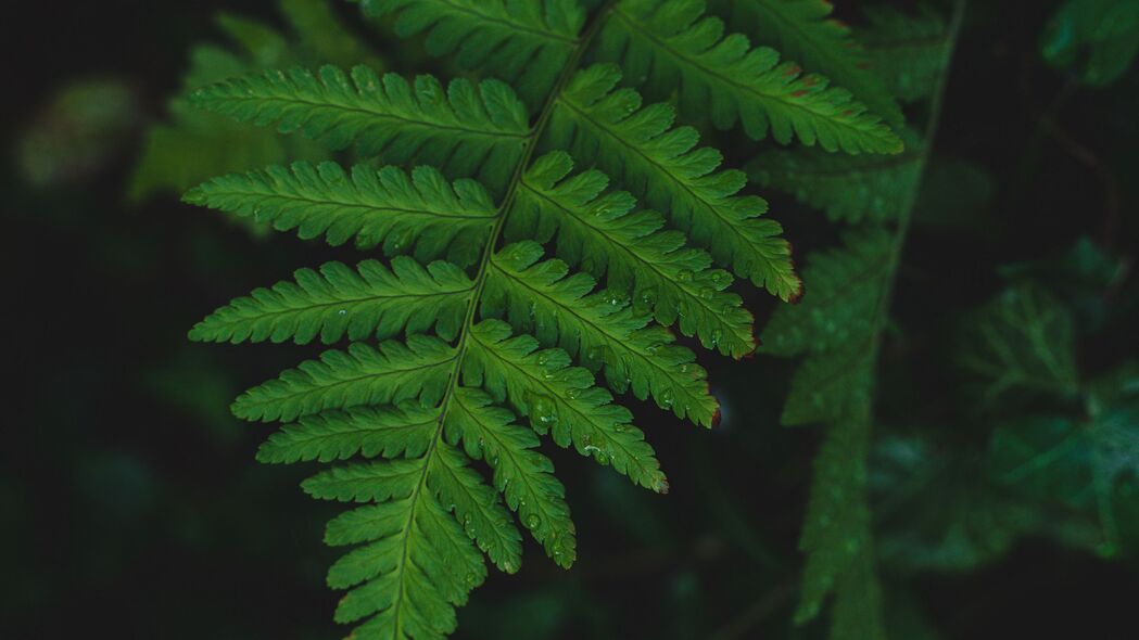 蕨类植物叶子高清壁纸，露水浸润的宏观美，4K超高清3840x2160下载