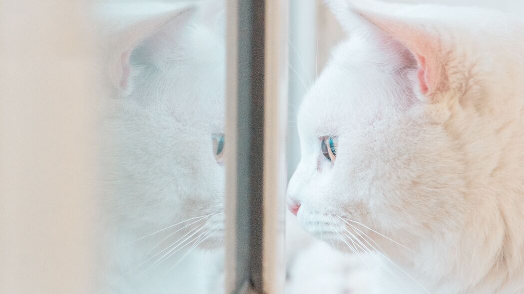 猫之窗影，白色倩影反射，绝美4K壁纸，3840x2160高清下载