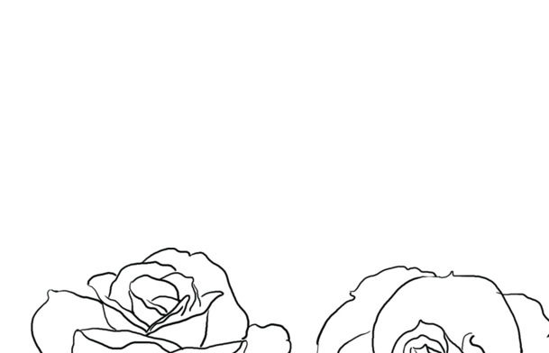 手绘素描玫瑰花，高清PNG透明图片，植物装饰元素，AI设计素材下载