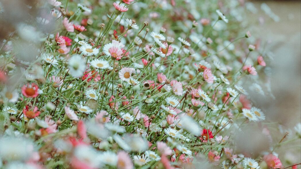 绝美花坛，白色与粉红色雏菊4K高清壁纸，3840x2160超清下载